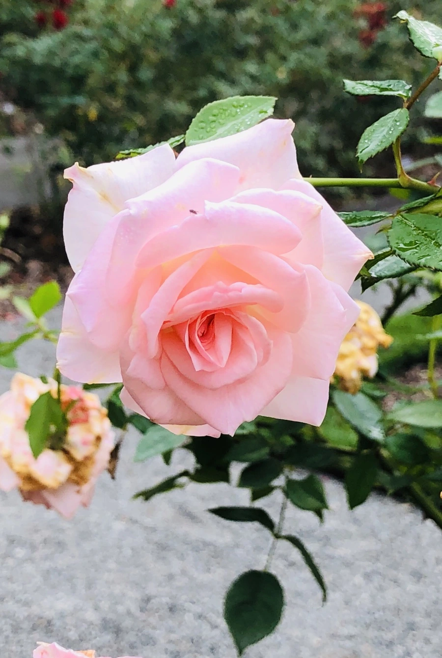 IMG_2226.jpg?type=w966