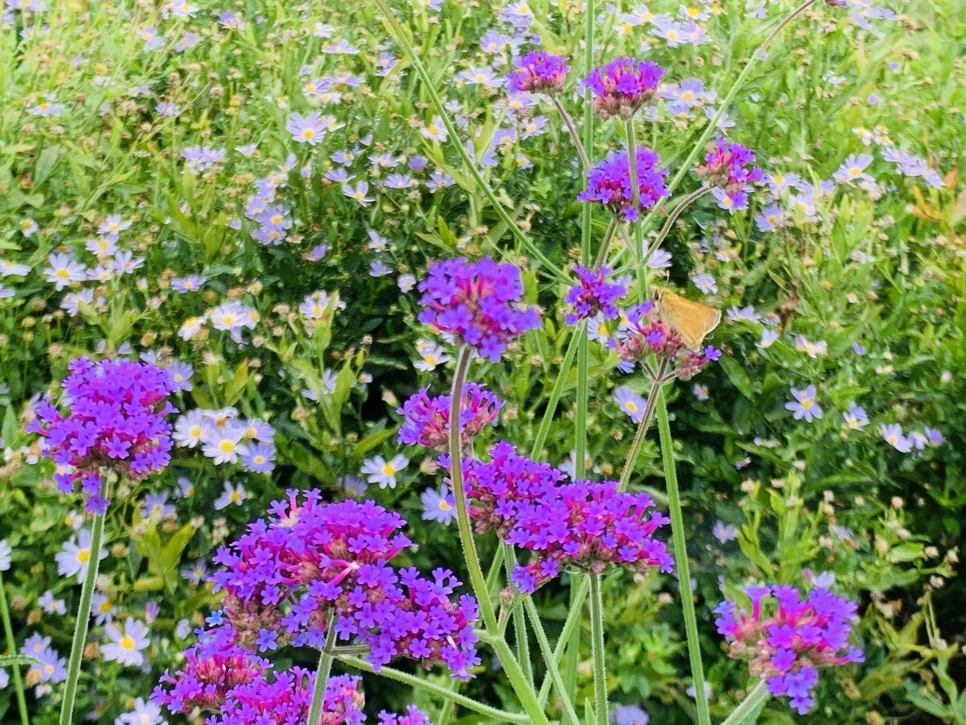 IMG_9341.jpg?type=w966