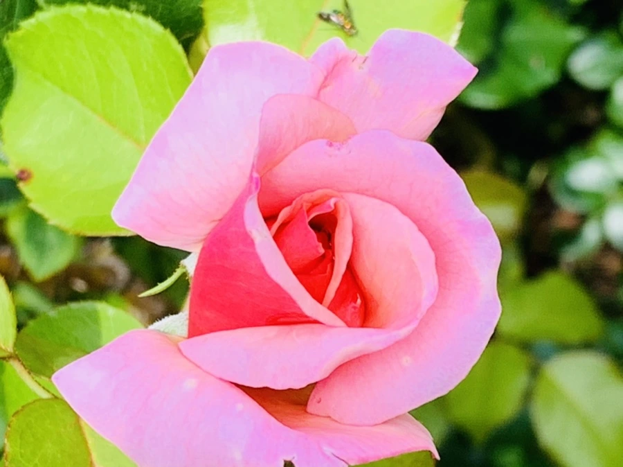 IMG_0553.jpg?type=w966