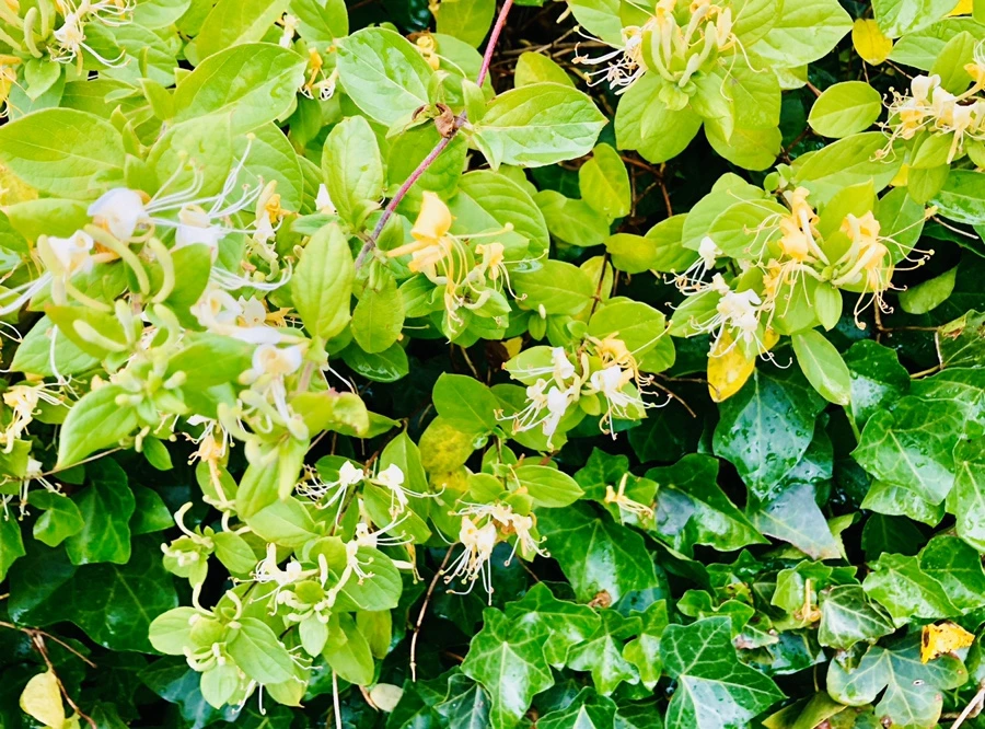 IMG_8200.jpg?type=w966