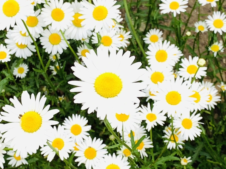 IMG_4918.jpg?type=w966