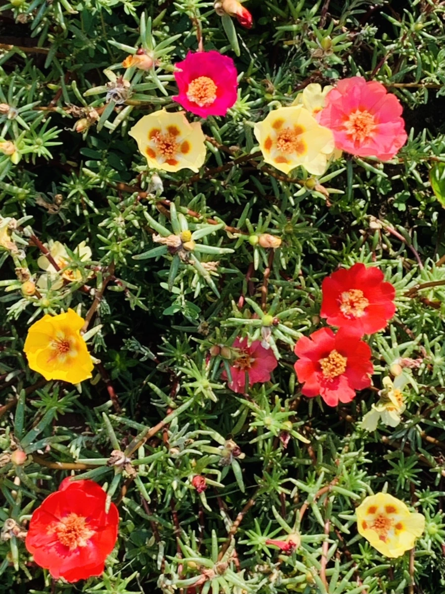 IMG_6666.jpg?type=w966