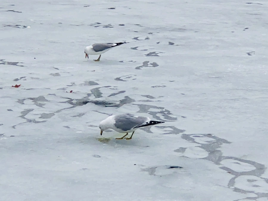 IMG_6365.jpg?type=w966