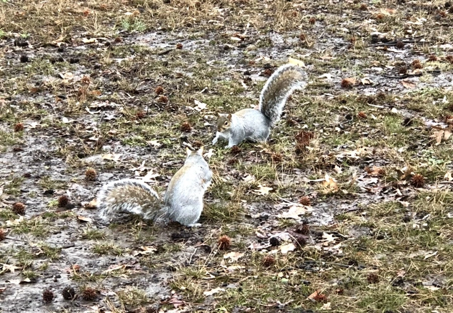 IMG_9518.jpg?type=w966