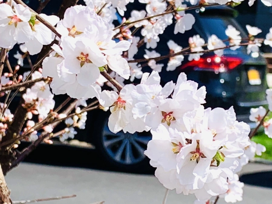 IMG_8068.jpg?type=w966