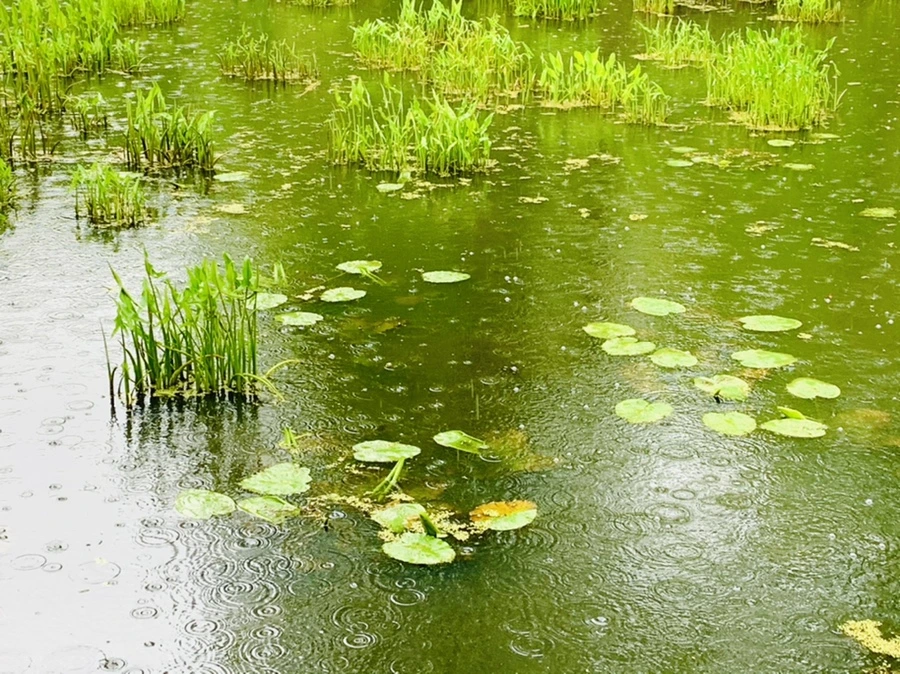 IMG_9846.jpg?type=w966