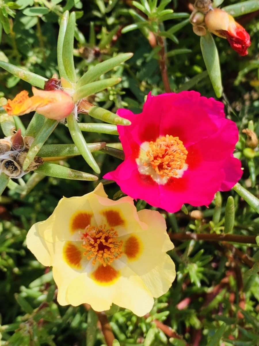 IMG_6668.jpg?type=w966