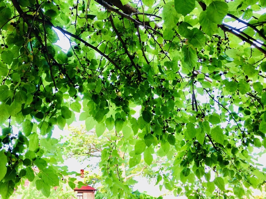 IMG_0397.jpg?type=w966