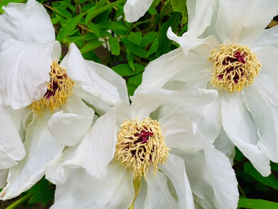 IMG_8954.jpg?type=w966