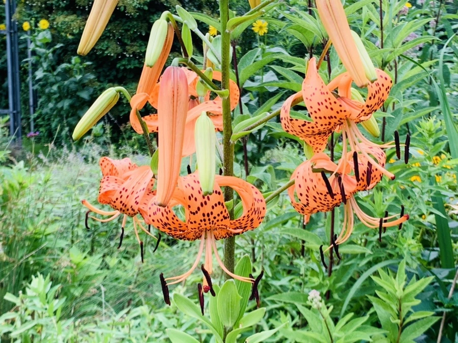 IMG_8707.jpg?type=w966