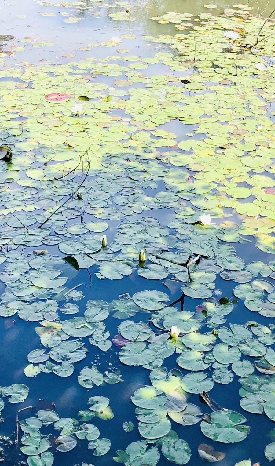 IMG_9415.jpg?type=w966