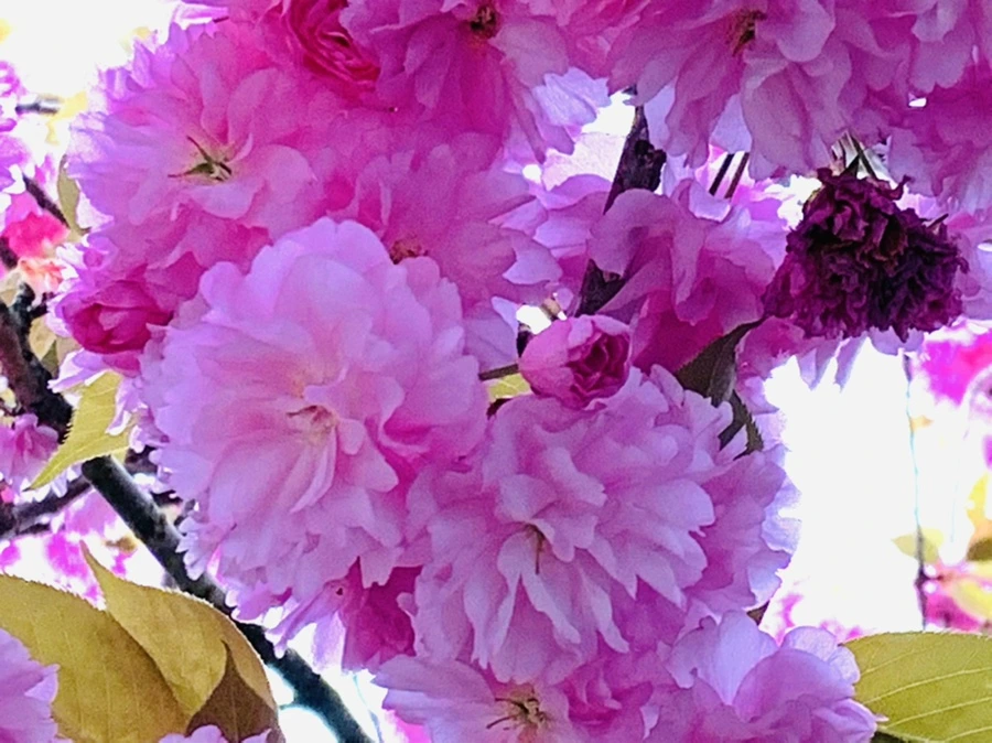 IMG_7388.jpg?type=w966