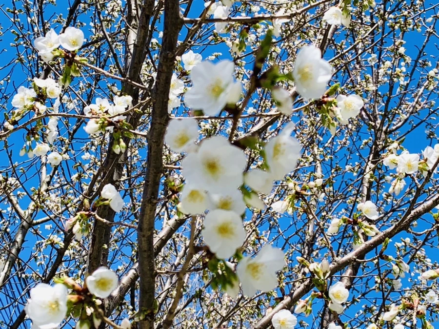 IMG_8013.jpg?type=w966