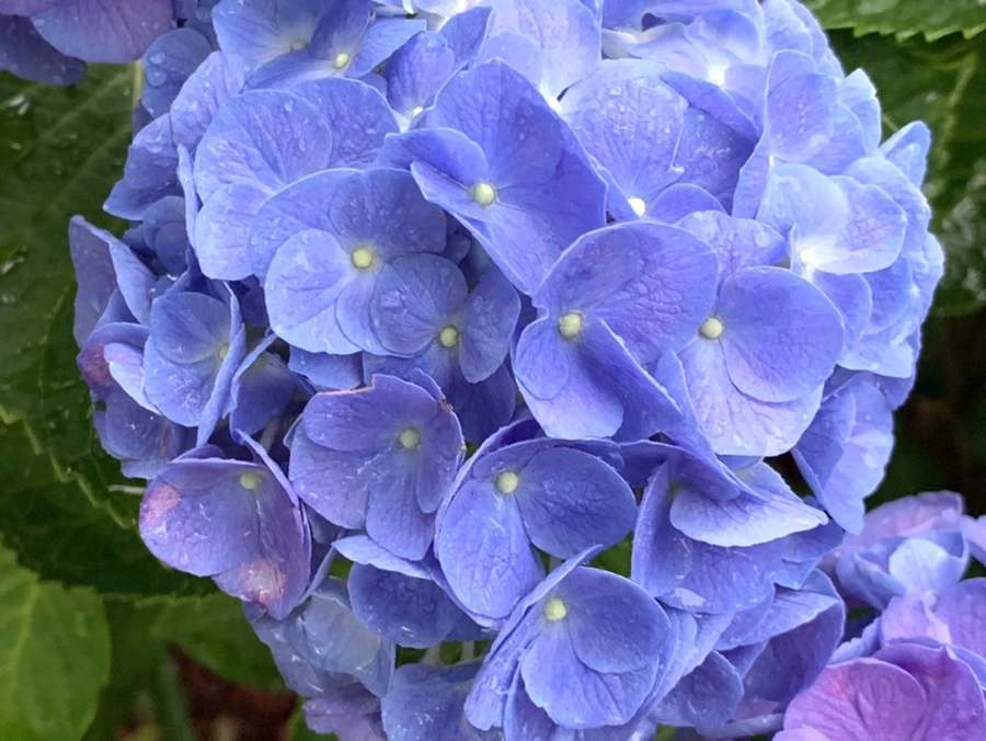 IMG_6198.jpg?type=w966