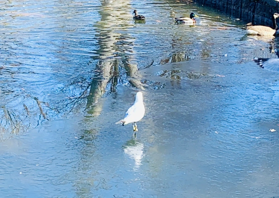 IMG_8290.jpg?type=w966