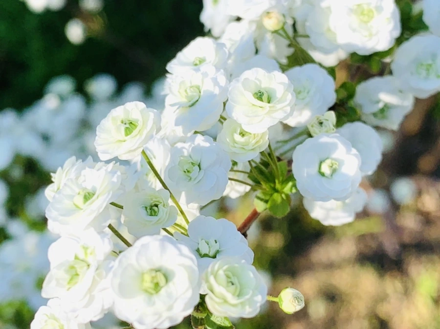 IMG_3269.jpg?type=w966