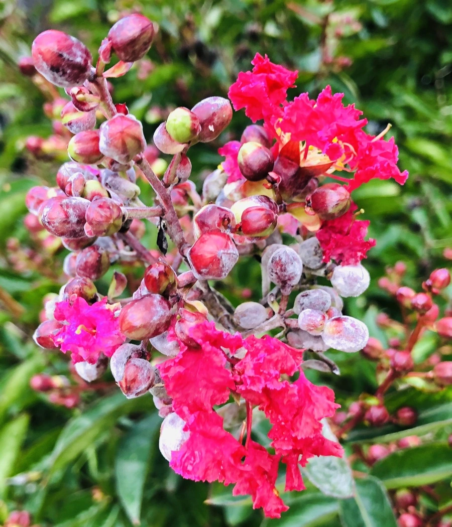 IMG_4145.jpg?type=w966