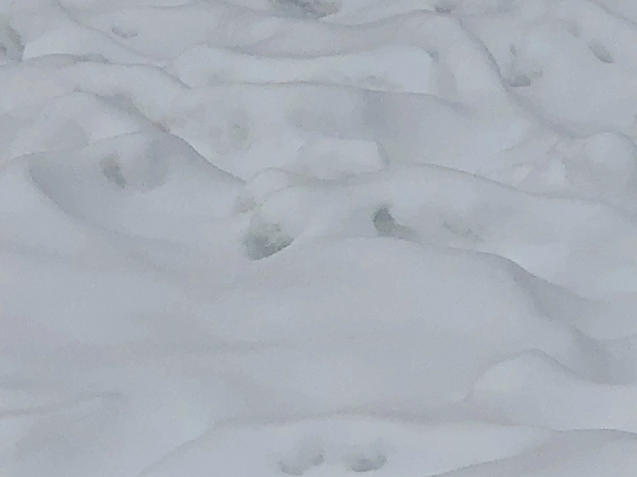 IMG_2346.jpg?type=w966