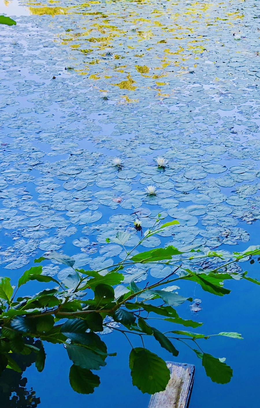 IMG_3783.jpg?type=w966