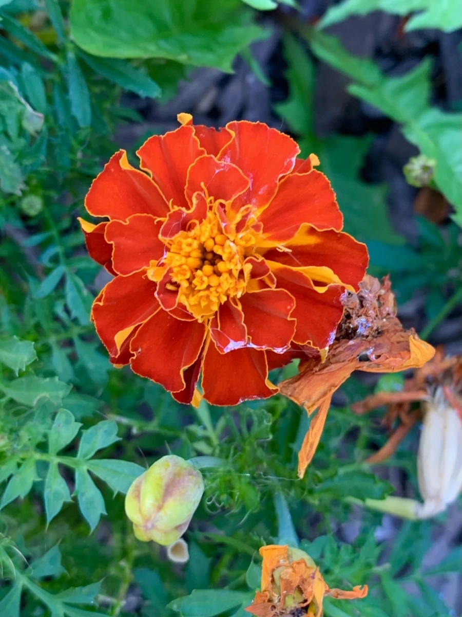 IMG_5231.jpg?type=w966