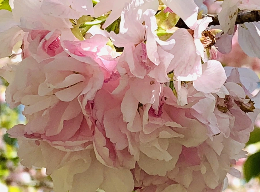 IMG_6313.jpg?type=w966