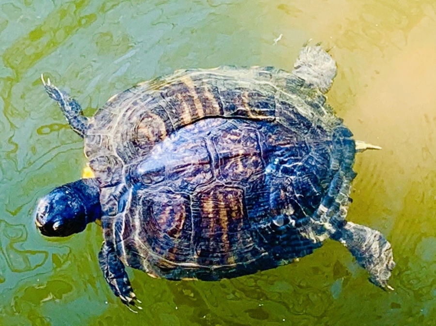 IMG_9993.jpg?type=w966