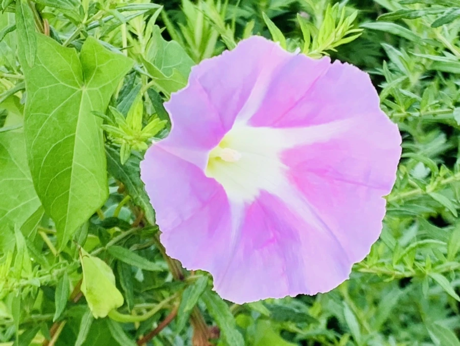 IMG_5988.jpg?type=w966