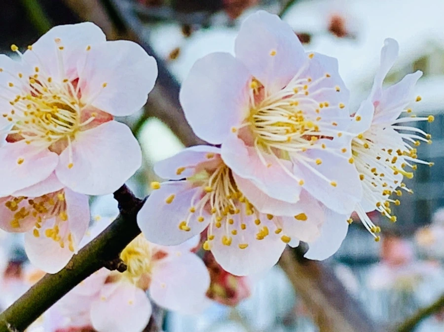 IMG_0882.jpg?type=w966