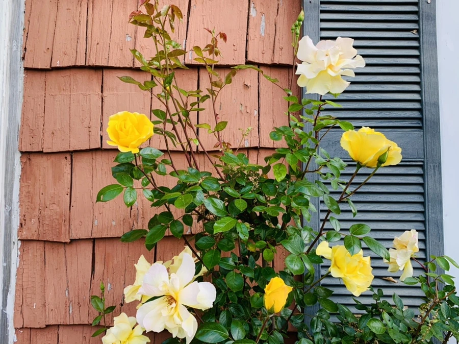 IMG_3401.jpg?type=w966