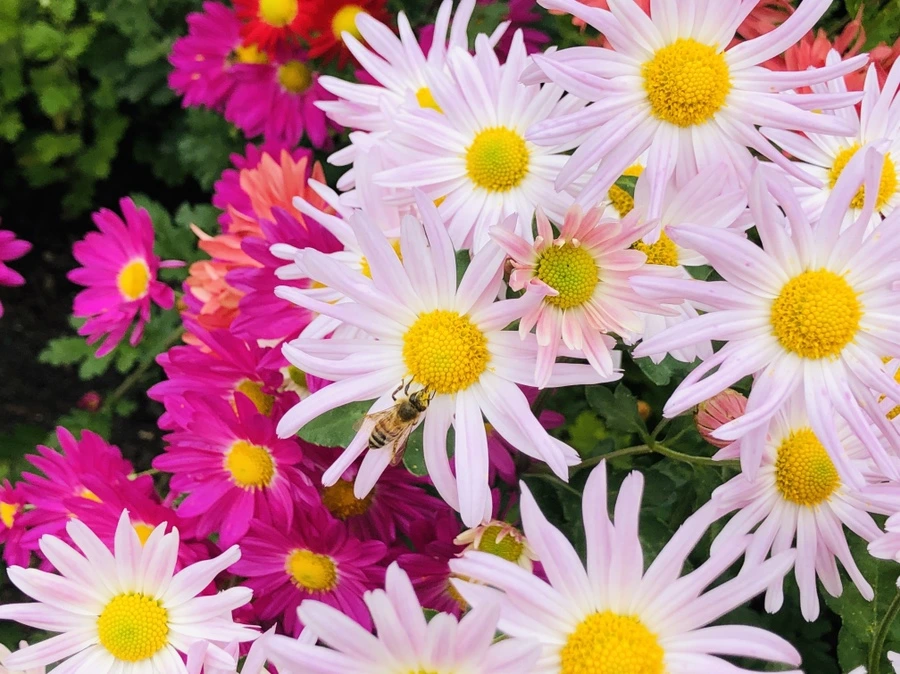 IMG_2583.jpg?type=w966