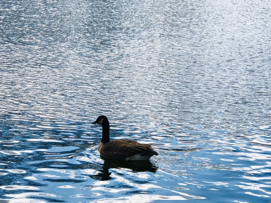 IMG_4310.jpg?type=w966