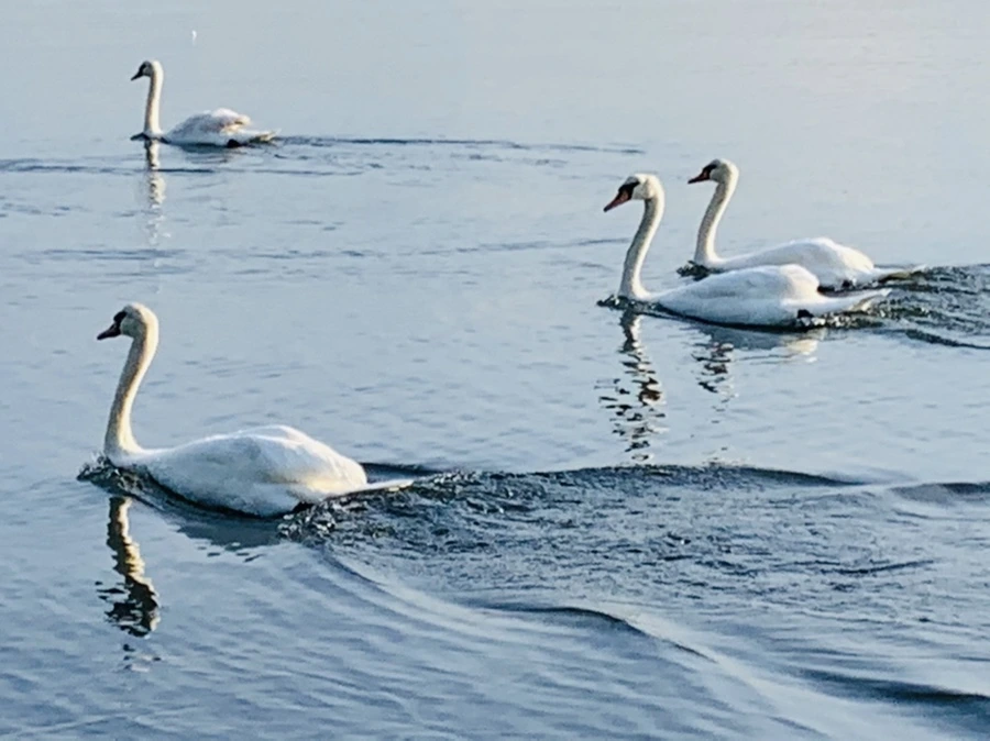 IMG_1487.jpg?type=w966