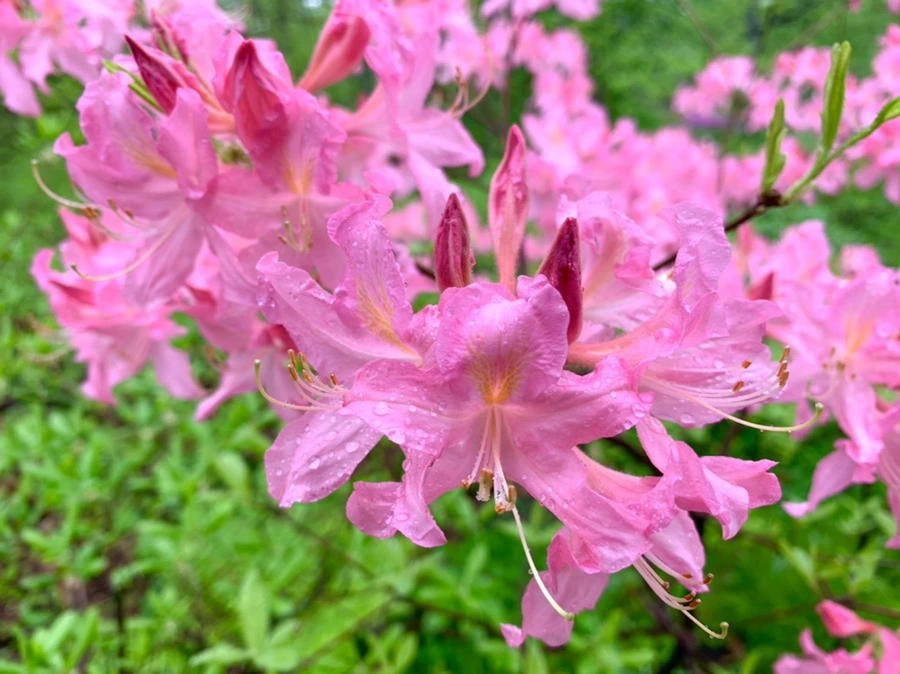 IMG_9915.jpg?type=w966