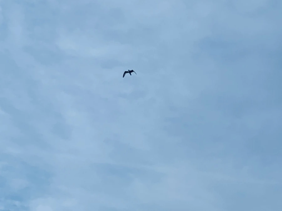 IMG_0323.jpg?type=w966