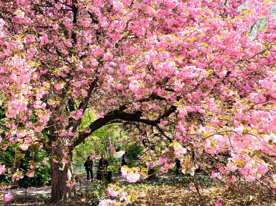 IMG_6386.jpg?type=w966