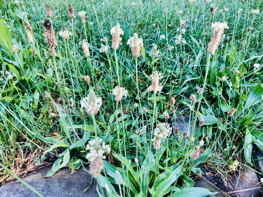 IMG_8337.jpg?type=w966