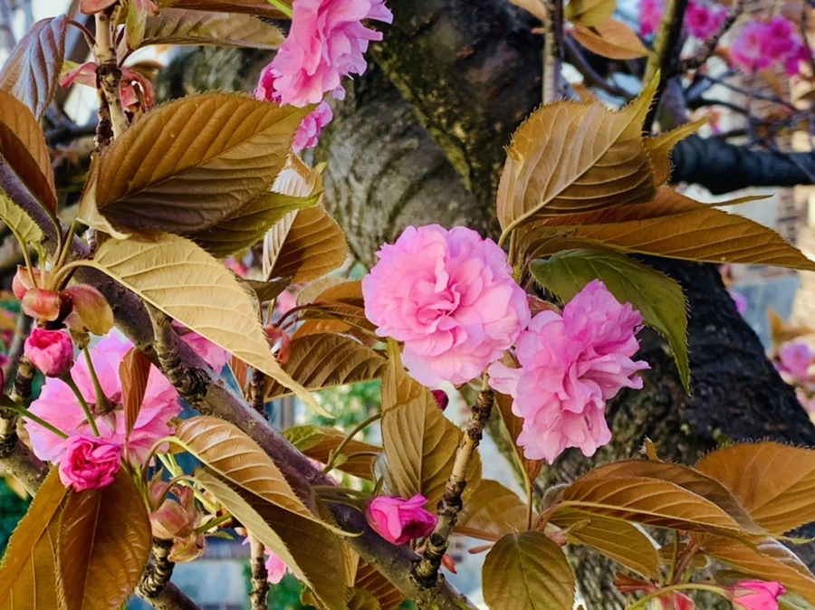 IMG_4198.jpg?type=w966