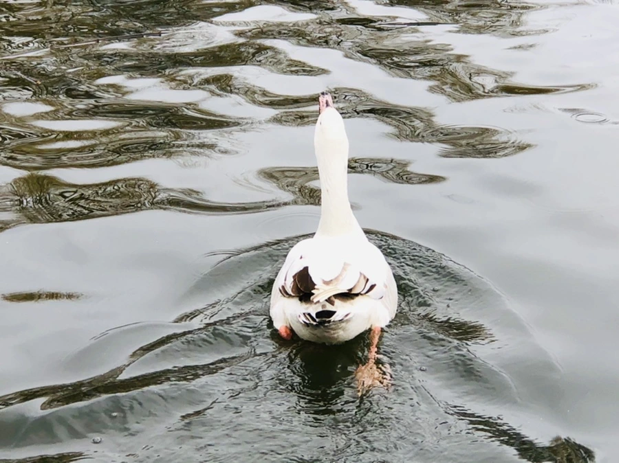 IMG_5935.jpg?type=w966