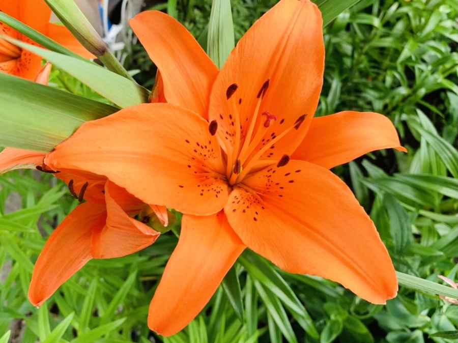 IMG_7295.jpg?type=w966