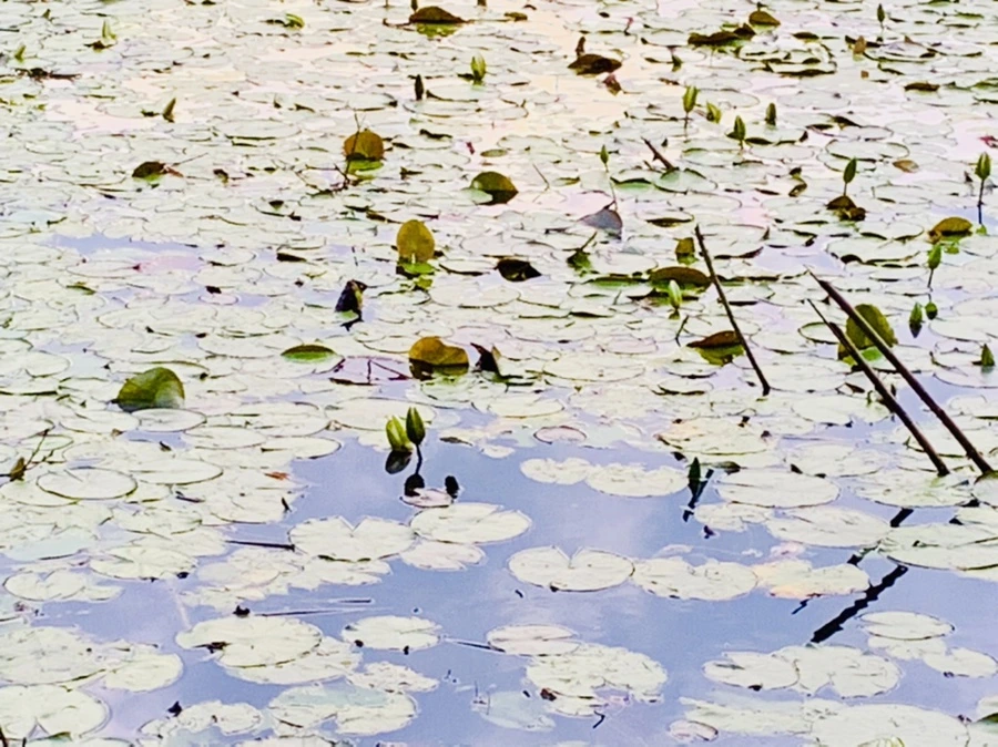 IMG_3002.jpg?type=w966