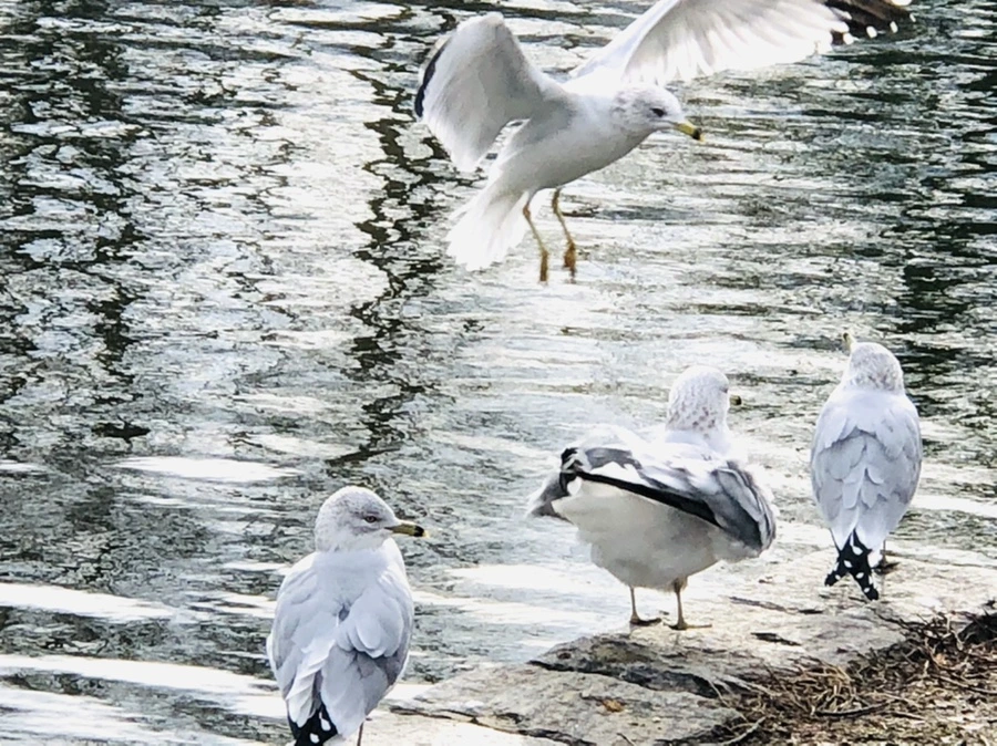 IMG_8727.jpg?type=w966