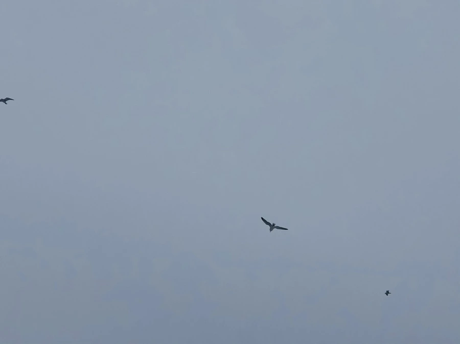 IMG_2728.jpg?type=w966