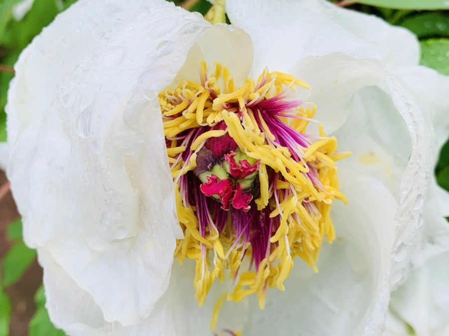 IMG_9312.jpg?type=w966