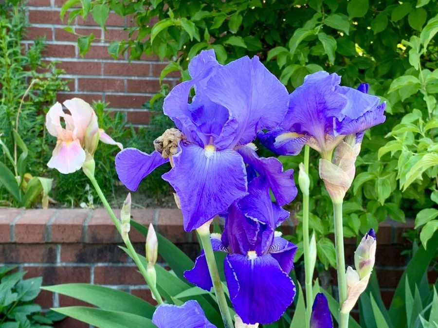 IMG_3355.jpg?type=w966