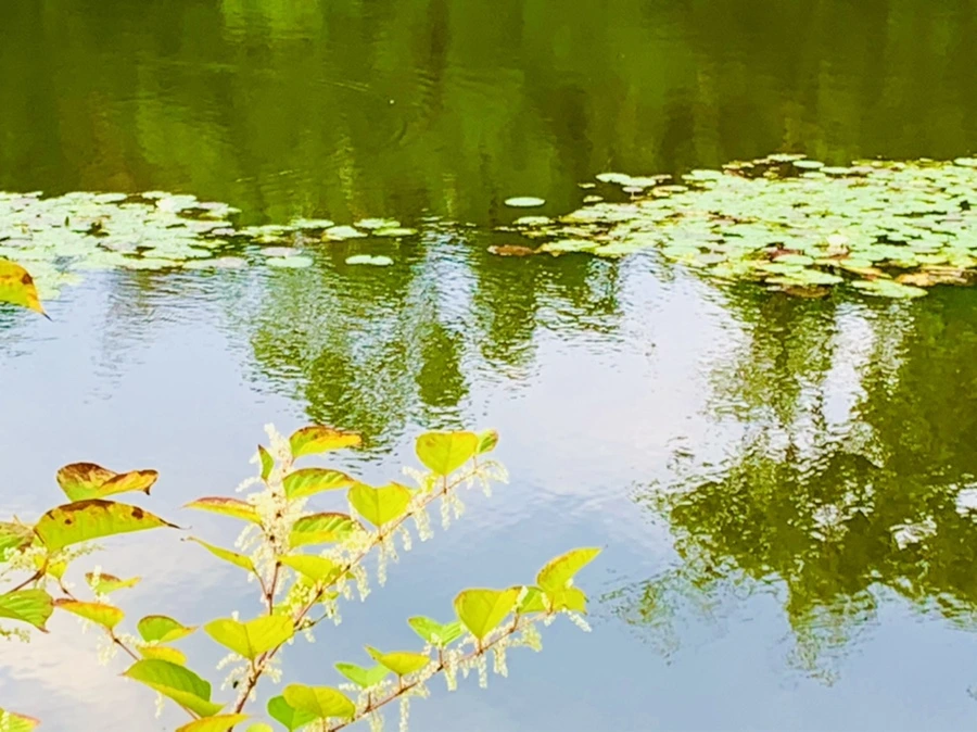 IMG_5822.jpg?type=w966