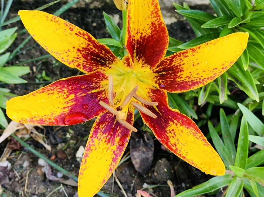 IMG_4798.jpg?type=w966