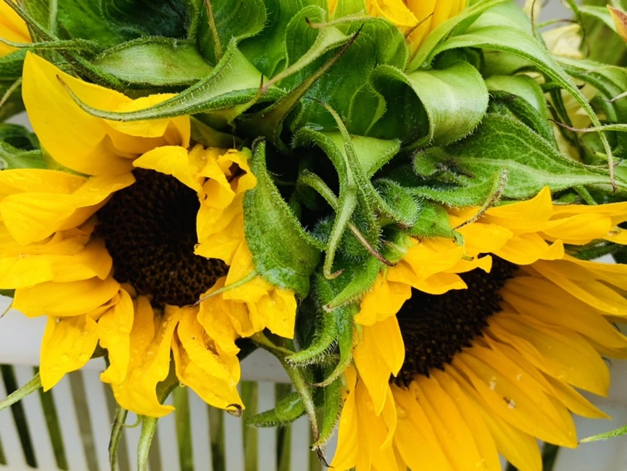 IMG_0267.jpg?type=w966