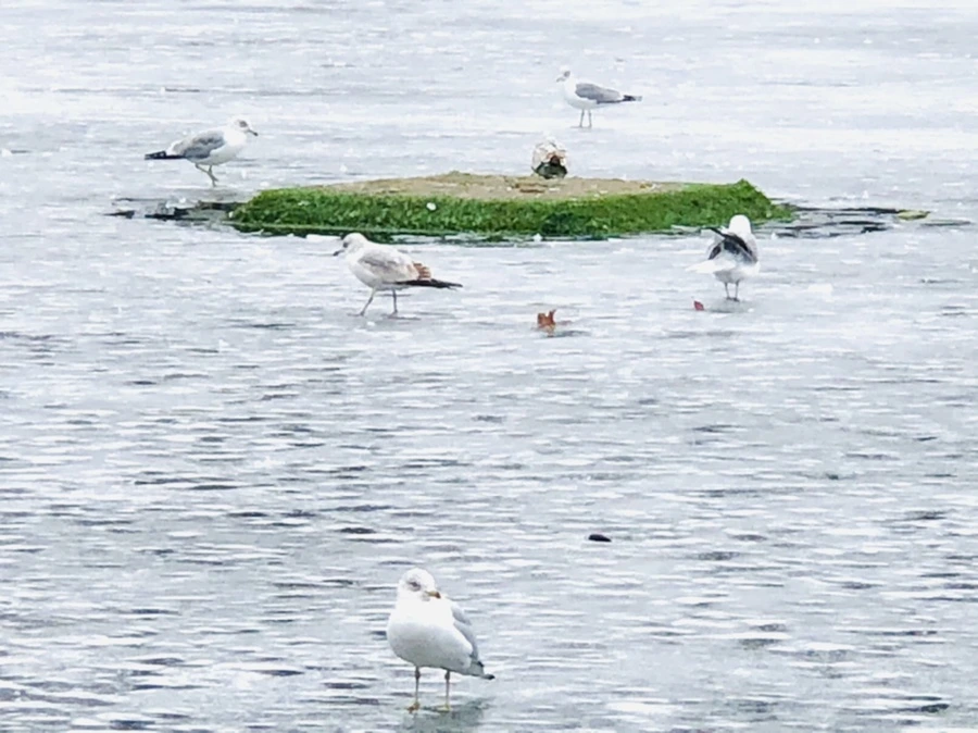 IMG_6074.jpg?type=w966