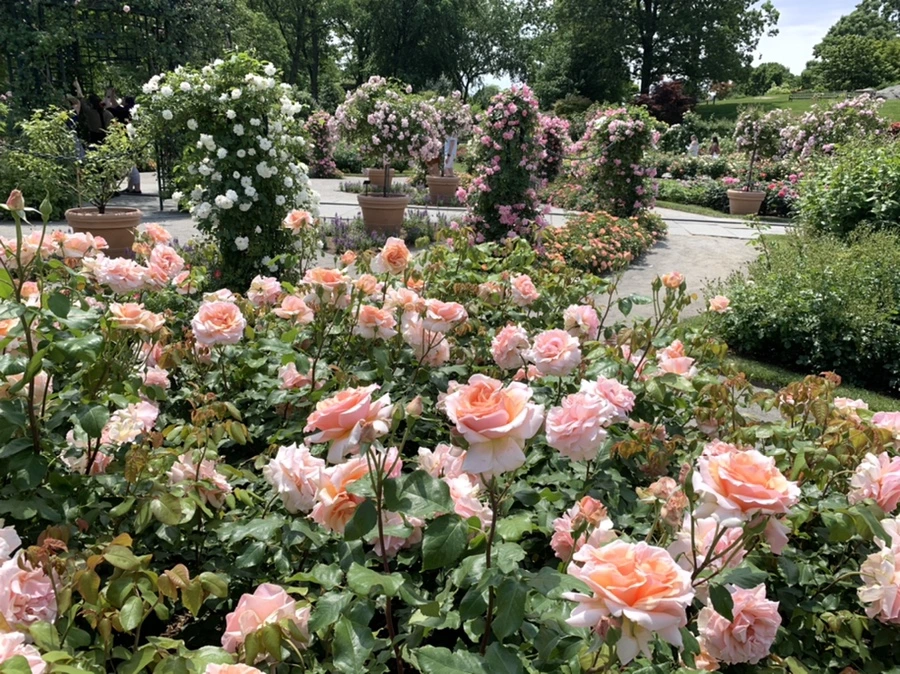 IMG_8470.jpg?type=w966