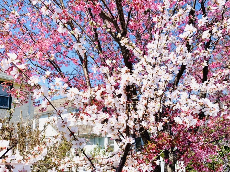 IMG_8037.jpg?type=w966